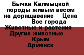 Бычки Калмыцкой породы живым весом на доращивание. › Цена ­ 135 - Все города Животные и растения » Другие животные   . Крым,Армянск